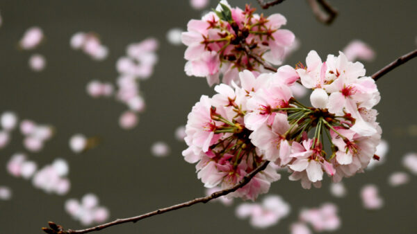 Wallpaper Desktop, Flowers, Tree, Branches, Mobile, Buds, Cherry, Blossom, Pink