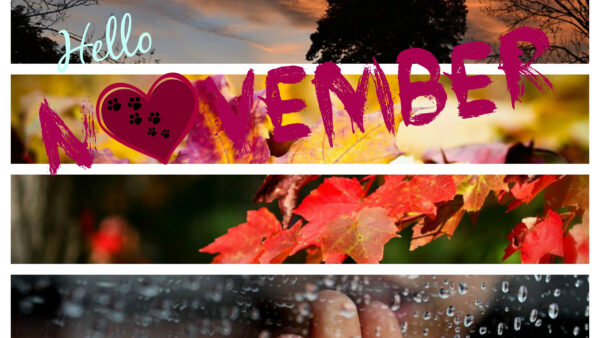 Wallpaper Trees, November, Red, Autumn, Yellow, Background, Hello, Leaves, Rain, Drops