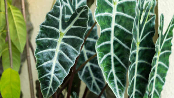 Wallpaper Green, White, Lines, Nature, View, Closeup, Leaves