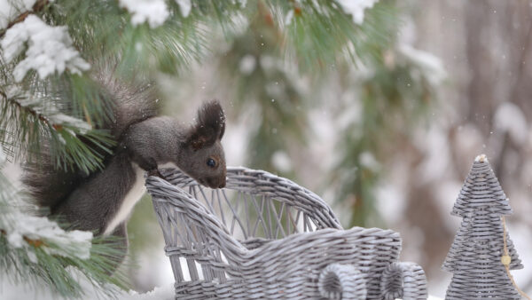 Wallpaper Black, Snow, White, Squirrel, Background, Fur, Trees, Covered