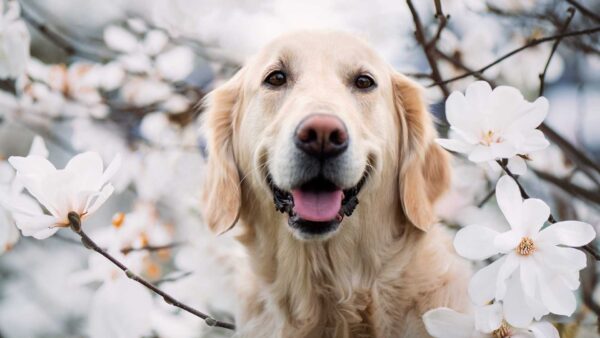 Wallpaper Golden, Tree, Blossom, Dog, Standing, Flowers, Mouth, Light, Blur, With, Open, Branches, Retriever, Background, Brown, White