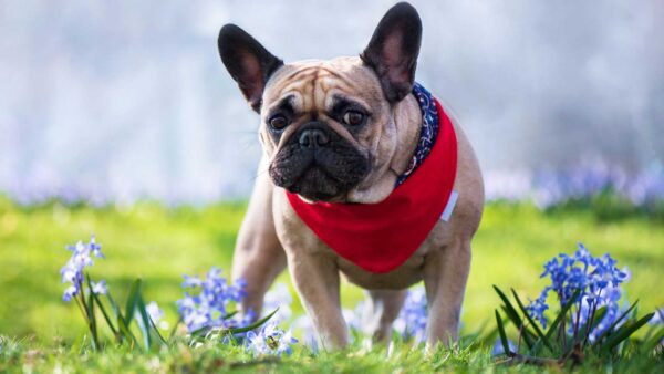 Wallpaper Blue, Bulldog, Green, With, Blur, Grass, Background, Red, Standing, French, Scarf, Dog
