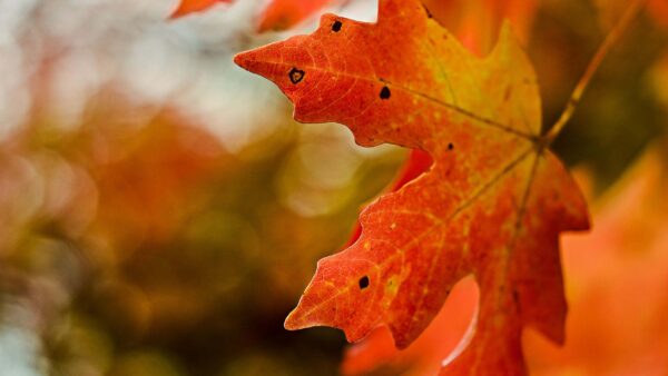 Wallpaper Maple, Red, Photography, Blur, Leaf, Background, Bokeh, Macro, Colorful