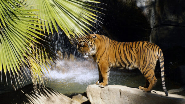 Wallpaper Tiger, Standing, Waterfalls, Background, Rock
