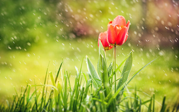 Wallpaper Tulip, Rain