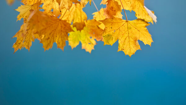 Wallpaper Leaves, Autumn