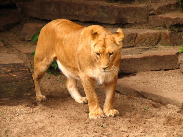 Wallpaper Lion, Male