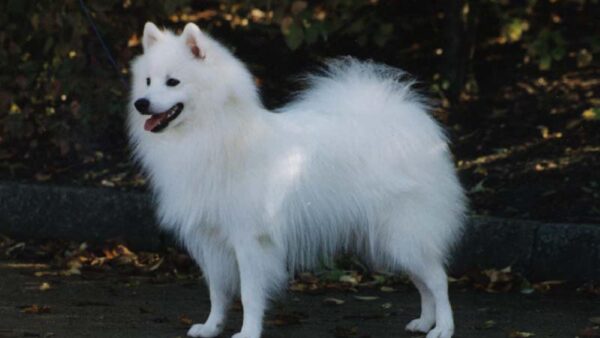 Wallpaper Standing, Background, Green, Dog, White, Spitz, Plants