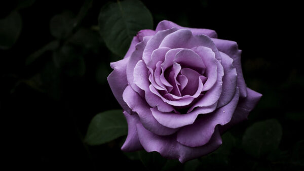 Wallpaper Purple, Flowers, Images, Desktop, 1920×1080, Rose, Pc, Cool, Wallpaper, Download, Background, Free