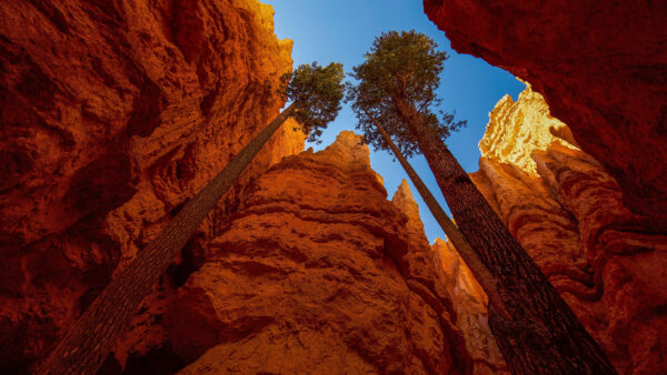 Wallpaper Tall, National, Phone, Desktop, Park, Trees, Nature, Landscape, Between, Bryce, Canyon, Mobile