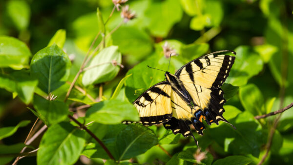 Wallpaper Desktop, Butterfly, Animal, Animals