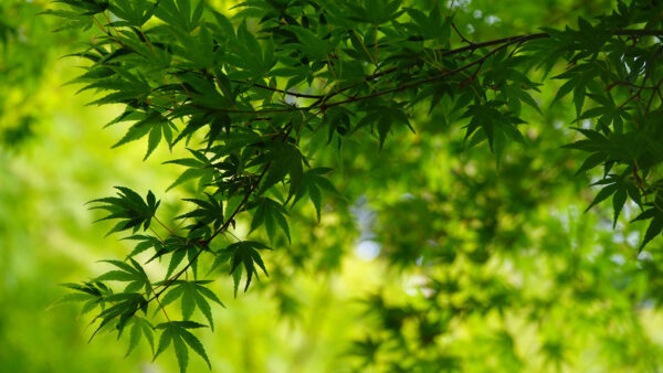 Wallpaper Mobile, Nature, Desktop, Branches, Background, Leaves, Blur, Leafed, Trees, Green