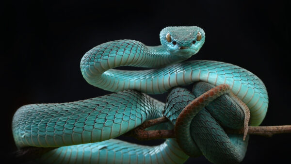 Wallpaper Desktop, Gray, Animals, Black, Snake, Reptile, With, Mobile, Background