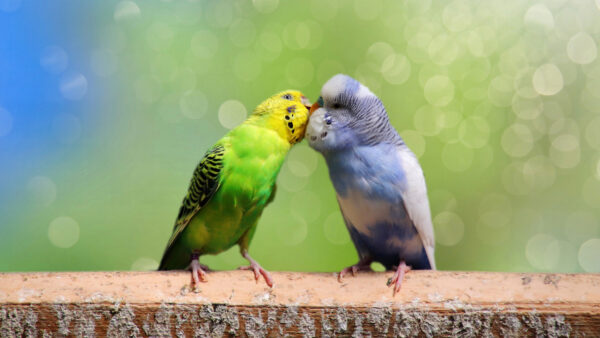 Wallpaper Background, Pc, Images, Animals, 4k, Cool, Desktop, Download, Animal, Wallpaper, Free, Budgerigar