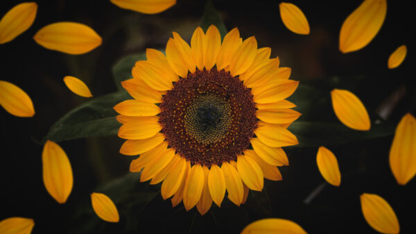 Wallpaper Flowers, Desktop, Sunflower, Petals, Shedding