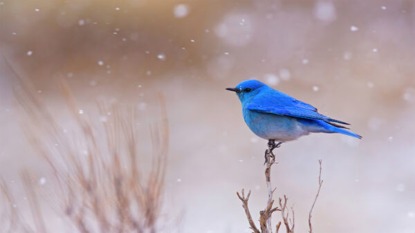 Wallpaper Snow, Birds, Mobile, Background, Stick, Falling, Dry, Plant, Desktop, Standing, Bird, Blue