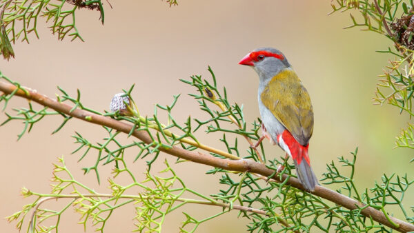 Wallpaper Red, Yellow, Desktop, Nose, Branch, Tree, Ash, Bird, With, Animals