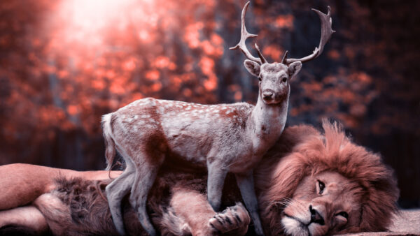 Wallpaper Standing, With, Lion, Deer, Small