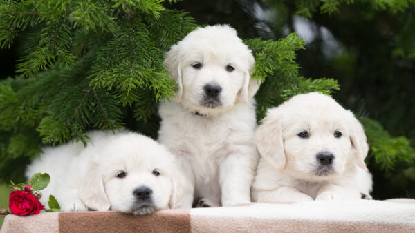Wallpaper Desktop, The, Rose, Mobile, And, Puppies, Animals, Under, Green, Side, Plant, Three, White