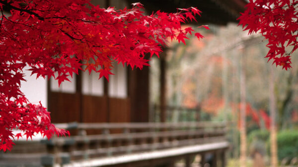 Wallpaper Maple, Blur, Leaves, Tree, Desktop, Red, Background