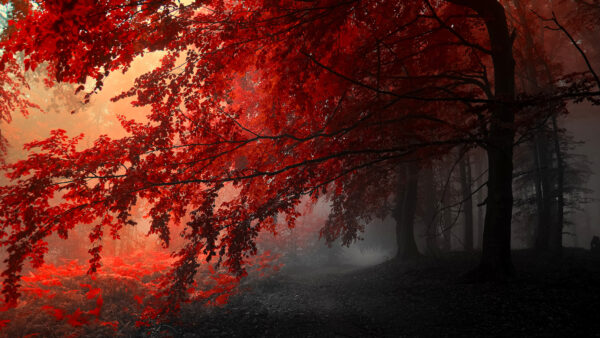 Wallpaper Leaves, Fog, Nature, With, Winter, And, Trees, Desktop, During, Red