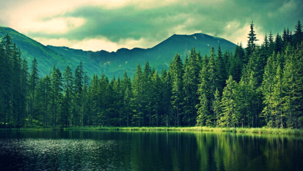 Wallpaper With, Reflection, Water, Covered, Green, Landscape, And, Mountain, Trees, View, Forest