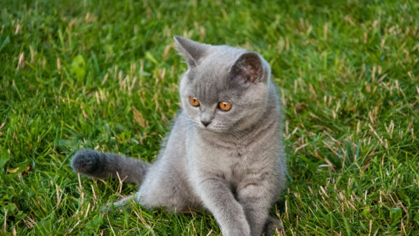 Wallpaper Sitting, Ash, Light, Kitten, Desktop, Orange, Green, Cat, Grass, Mobile, Eyes