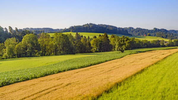 Wallpaper Nature, Field, Background, Desktop, Green, Slope, Mountains, Dry, Grass, Mobile, And, Trees