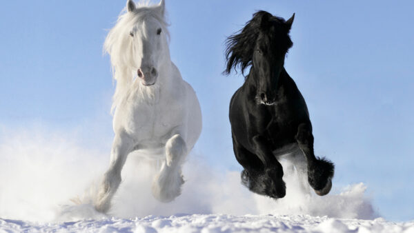 Wallpaper Horse, Blue, Black, Horses, White, Desktop, With, And, Background, Sky