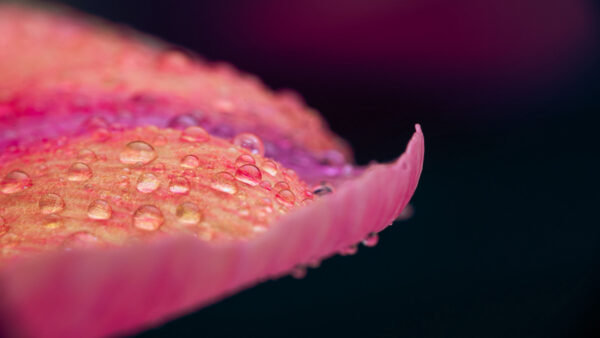 Wallpaper Desktop, Mobile, Nature, Pink, Petal, With, Water, Background, Black, Drops, Flower