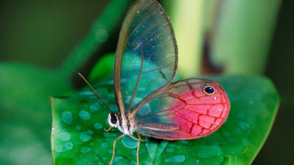 Wallpaper Glasswing, Leaf, Butterfly, Beautiful, Green