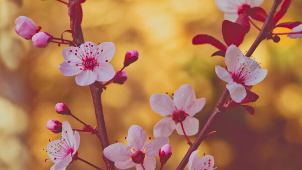 Wallpaper Blur, Blossom, Branches, Flowers, Desktop, Pink, Background