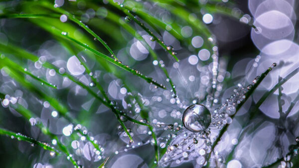 Wallpaper Photography, Bokeh, Green, Background, With, Water, Drops, Grass