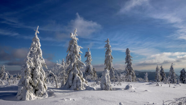 Wallpaper Cloudy, Daytime, Field, Trees, Blue, Nature, Covered, Sky, During, Under, Snow