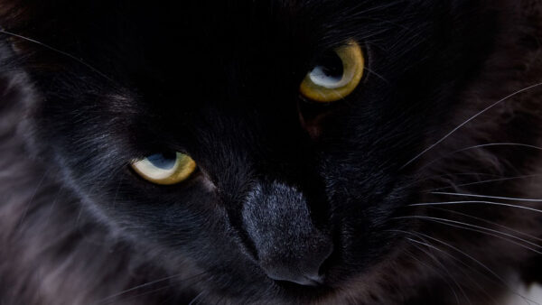Wallpaper Cat, Black, Closeup, Eyes, Yellow, With, Desktop