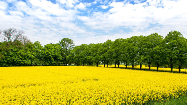 Wallpaper Sky, Mobile, Trees, Blue, Spring, Flowers, Desktop, Clouds, Yellow, Under, Field