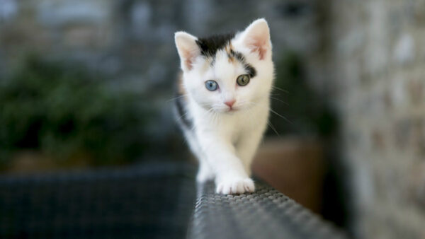 Wallpaper Standing, Blur, Kitten, Couch, Black, WALL, Cat, Background, White