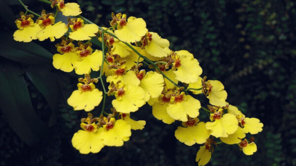 Wallpaper Desktop, Orchid, Leaves, Branches, Yellow, Flowers, Background