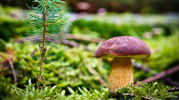 Wallpaper Green, Background, Nature, Mushroom, Grass, Blur