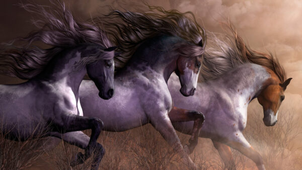 Wallpaper Desktop, Horses, Gray, Horse