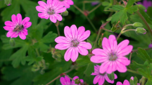 Wallpaper Petals, Flowers, Pink, Green, Buds, Leaves, Mobile, Desktop