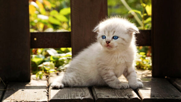 Wallpaper Kitten, Wooden, Blue, Eyes, Bench, Cat, White, Desktop