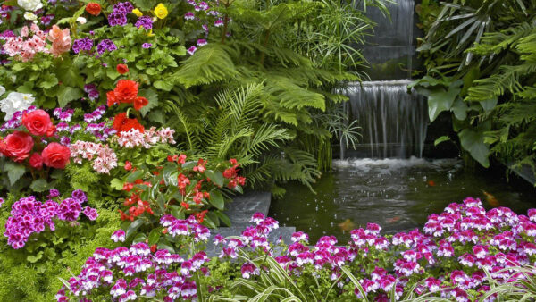 Wallpaper And, Geranium, Garden, Begonia, Waterfall