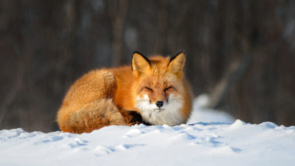 Wallpaper Snow, Eyes, Sitting, Blur, Forest, White, Brown, Fox, Closing, With, Background