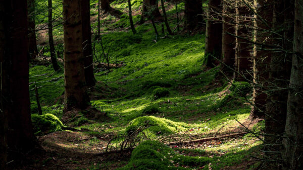 Wallpaper Covered, Trees, Algae, Fern, Nature, Trunk, Sunbeam, Forest