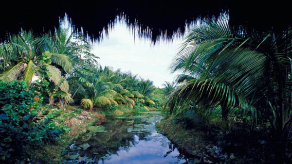 Wallpaper And, Under, Between, Palm, Coconut, Sky, Nature, Trees, River