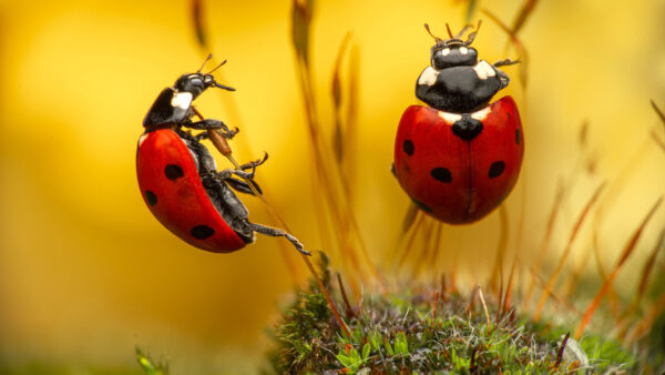 Wallpaper Plants, Dry, Two, Animals, Small, Black, Red, Background, Ladybugs, Yellow