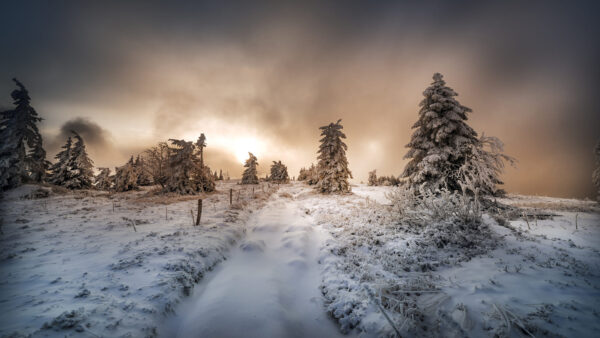 Wallpaper Landscape, And, Background, Trees, Snow, Clouds, Winter, Covered