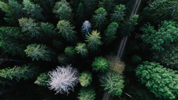 Wallpaper Desktop, Mobile, Forest, Trees, View, Road, Spruce, Nature, Aerial