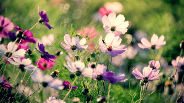 Wallpaper Background, Petals, Bokeh, Flowers, Flashing, Blur, Multicolored, Spring